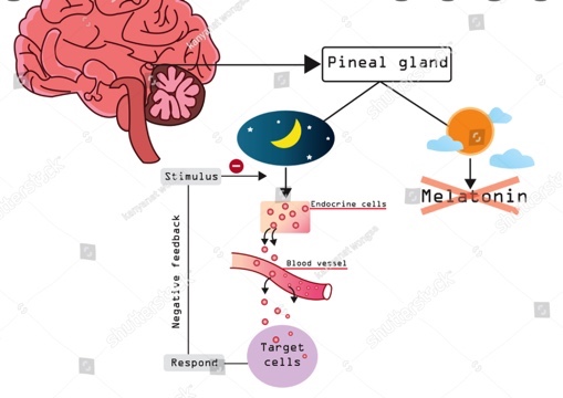 Melatonin