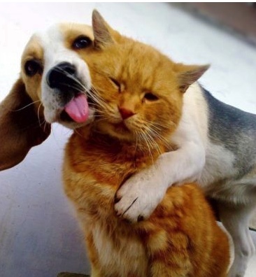 MEN ARE CATS AND WOMEN ARE  DOGS