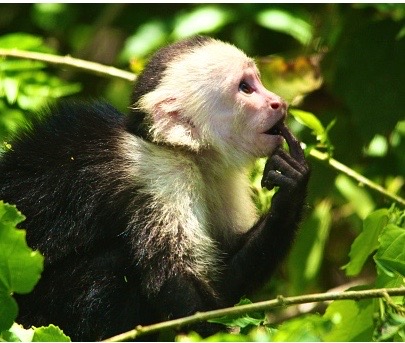 Are We Thinking or just vomiting&nbsp;memories?