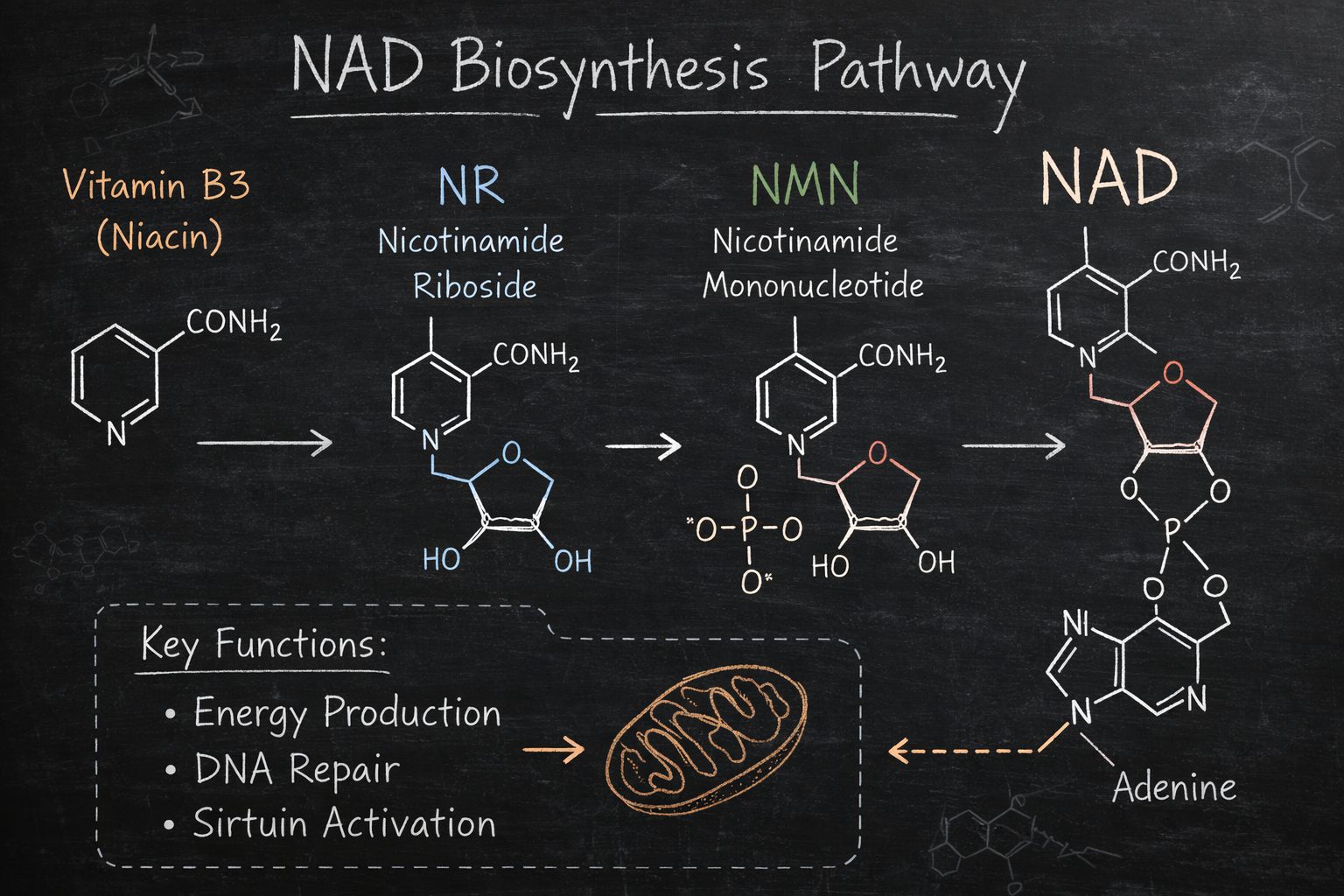 NAD, NMN, NR, and Injectable NAD: What Actually Makes Sense?